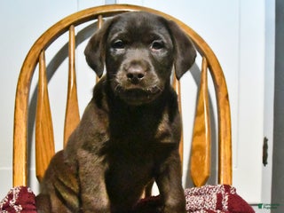 Labrador Retriever dogs - Ad 10