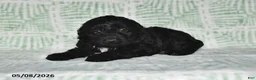 Cockapoo dogs for sale: Tina - Ad 2
