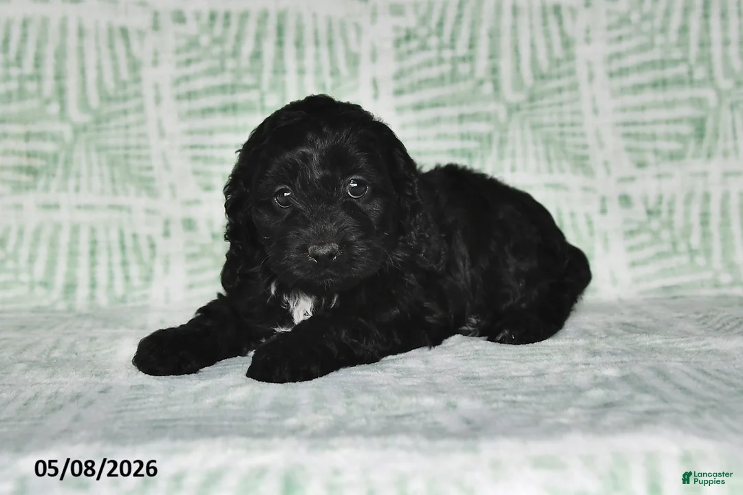 Cockapoo dogs for sale: Tina - Ad 2