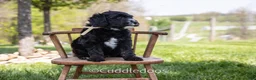Sheepadoodle dogs for sale: Lilac - Ad 2