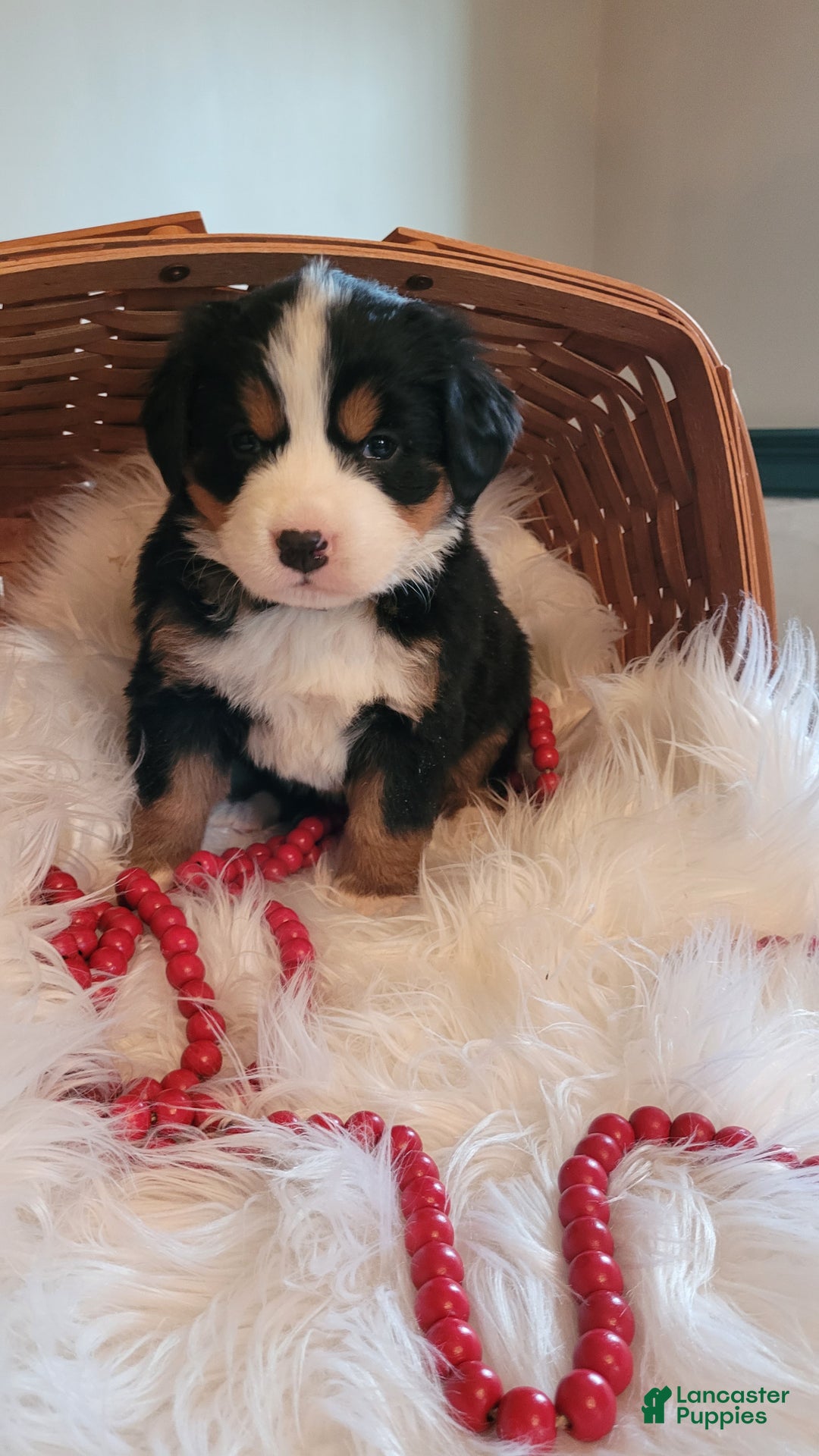 Bernese Mountain Dog dogs for sale: Cupcake - Ad 1