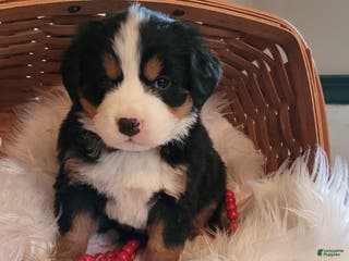 Bernese Mountain Dog dogs Cupcake - Ad 14