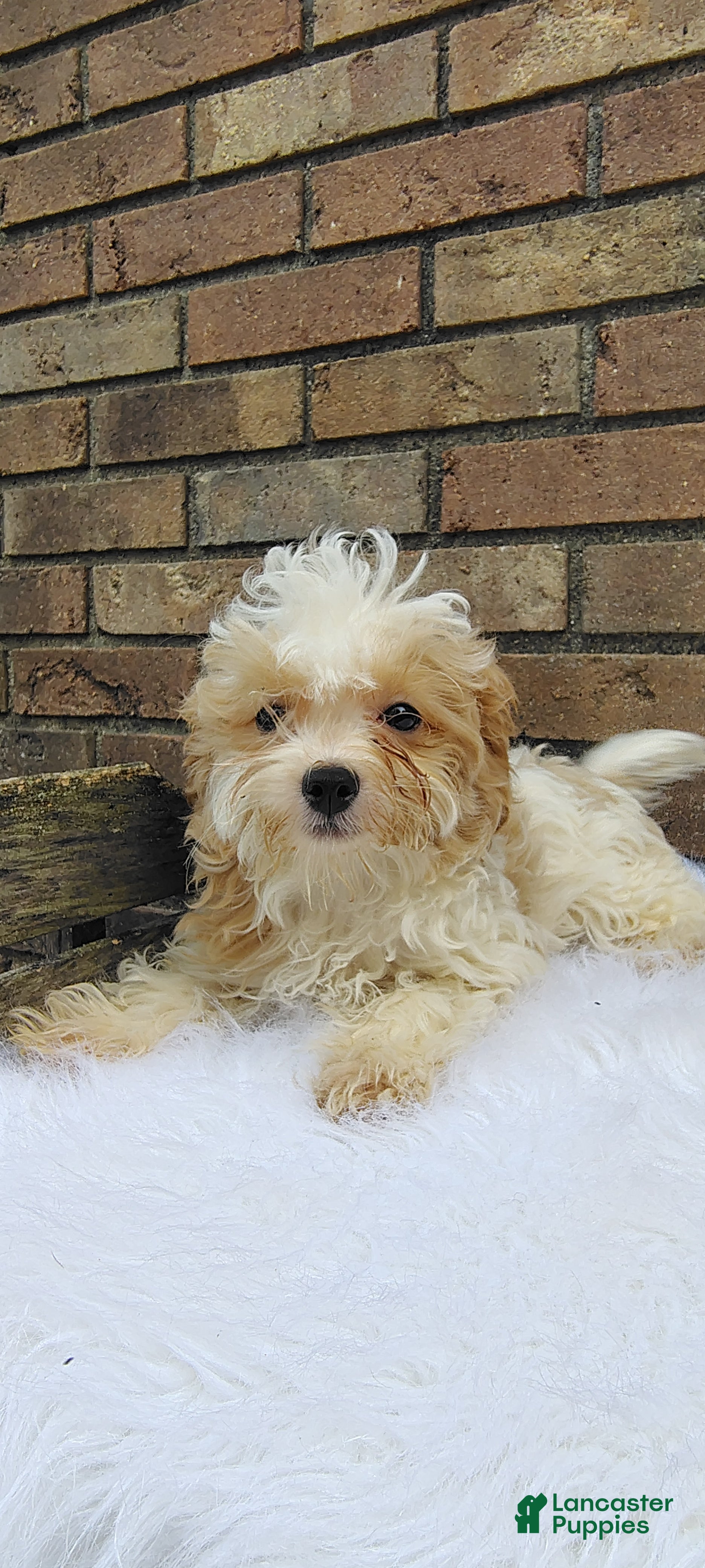 Maltipoo dogs Pancake - Ad 1