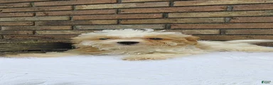 Pancake