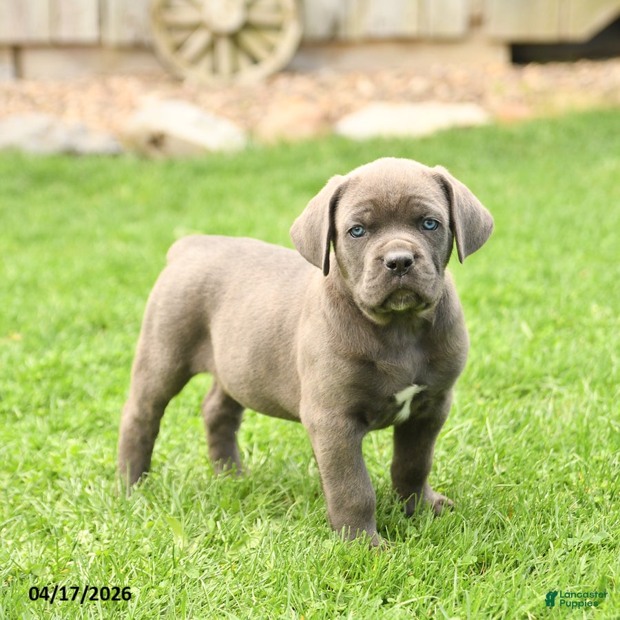 Cane Corso dogs Smokey - Ad 1