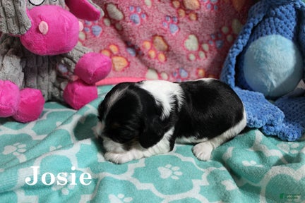 Cocker Spaniel dogs Jose - Ad 11