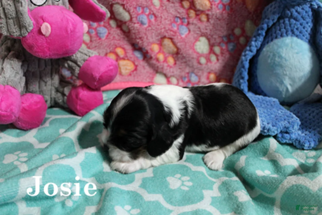 Cocker Spaniel dogs for sale: Jose - Ad 1