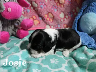 Cocker Spaniel dogs Jose - Ad 11
