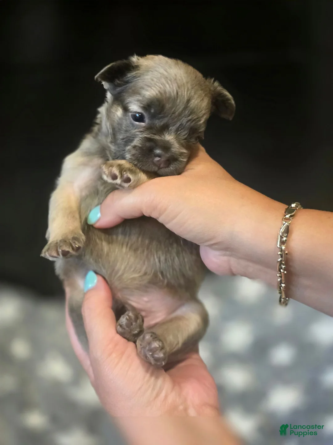 French Bulldog dogs for sale: Stewart - Ad 2