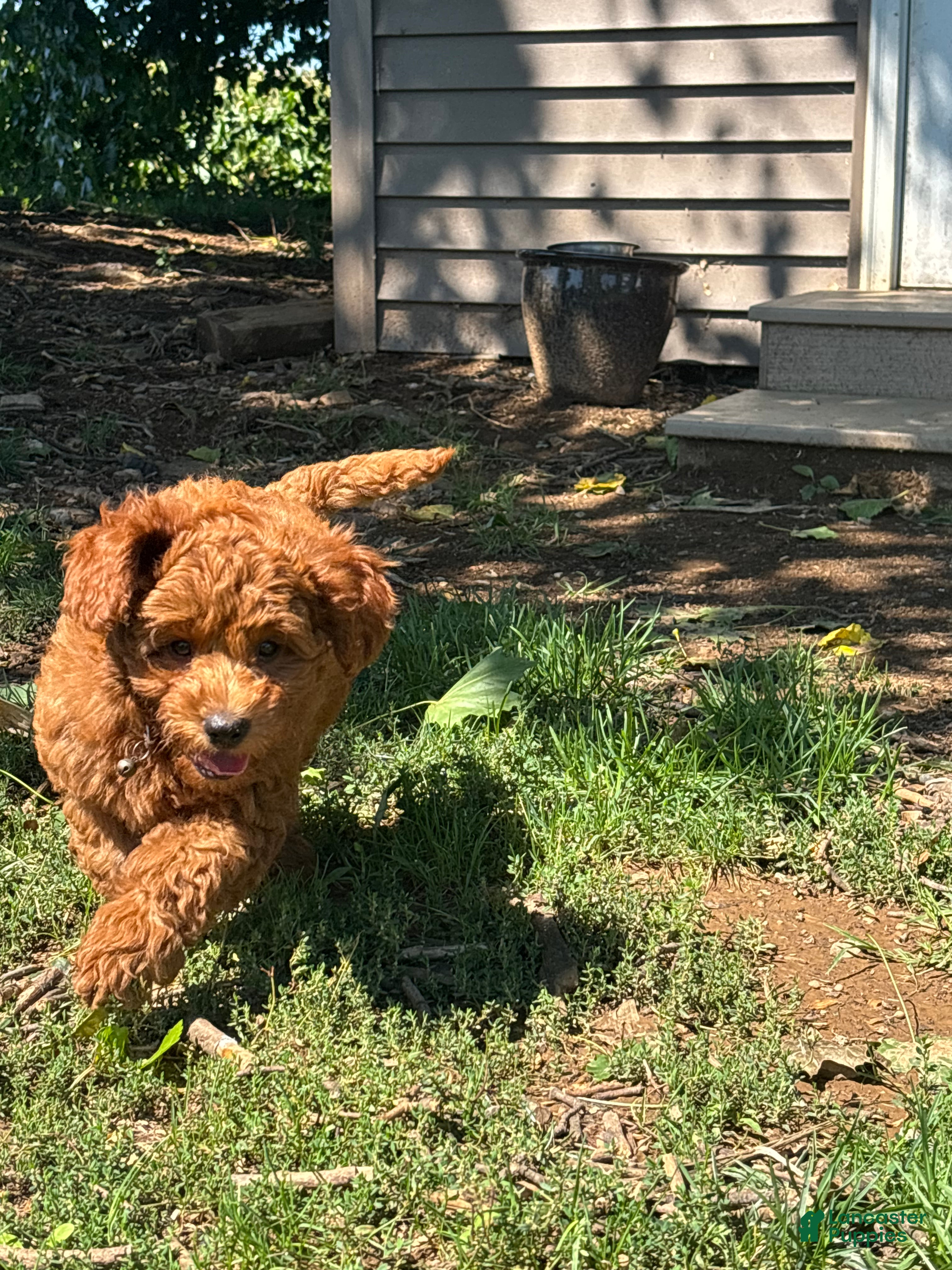 Mini Goldendoodle dogs Luna - Ad 2