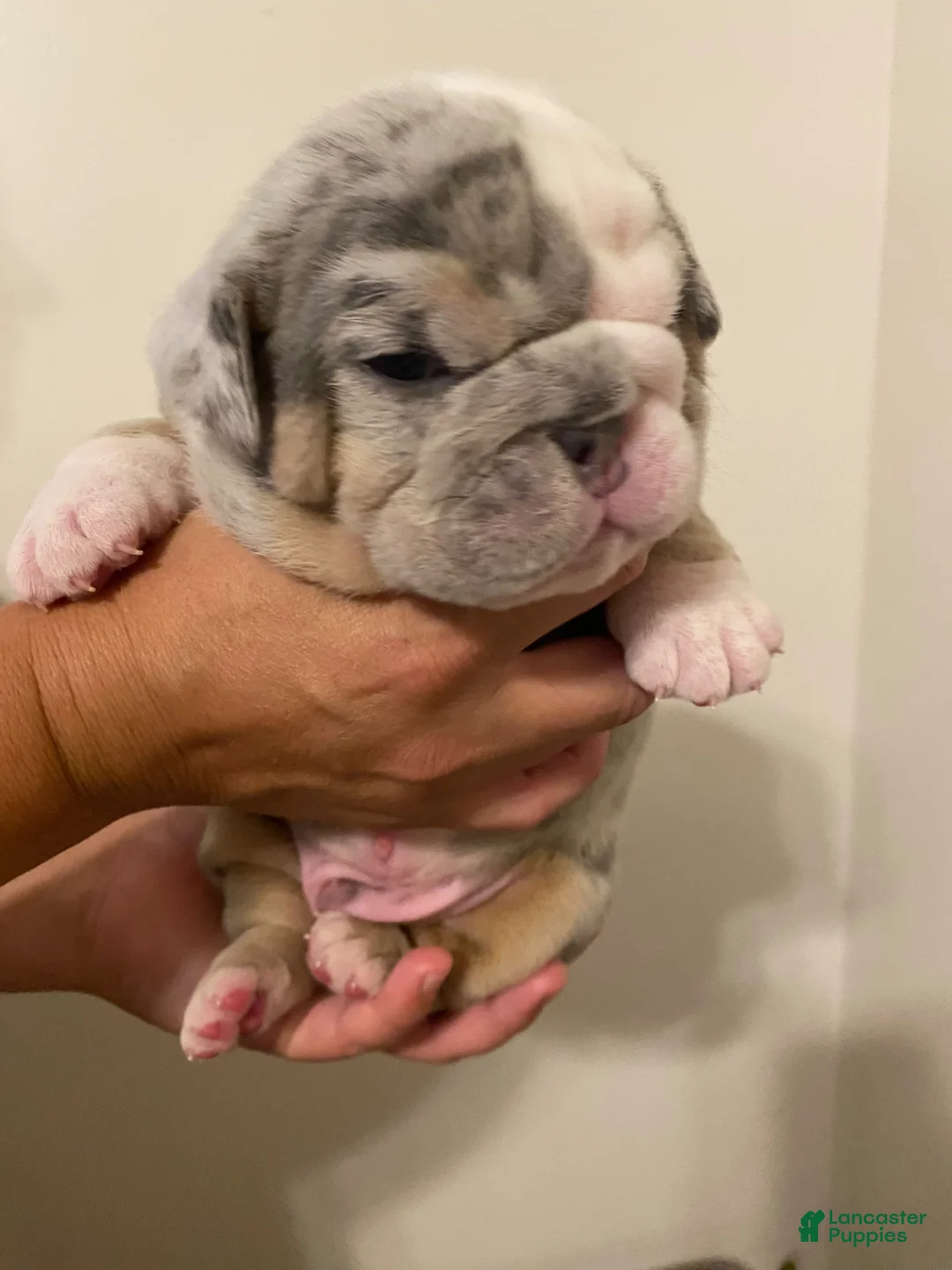 English Bulldog dogs for sale: Ramsey - Ad 1