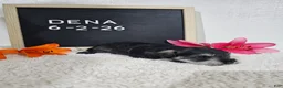 Miniature Schnauzer dogs for sale: Dena - Ad 9