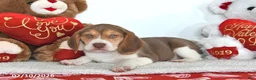 Beagle dogs for sale: Remington - Ad 2
