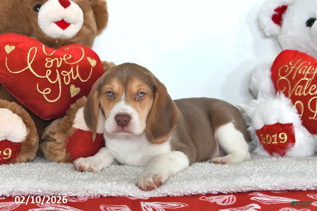 Beagle dogs for sale: Remington - Ad 2