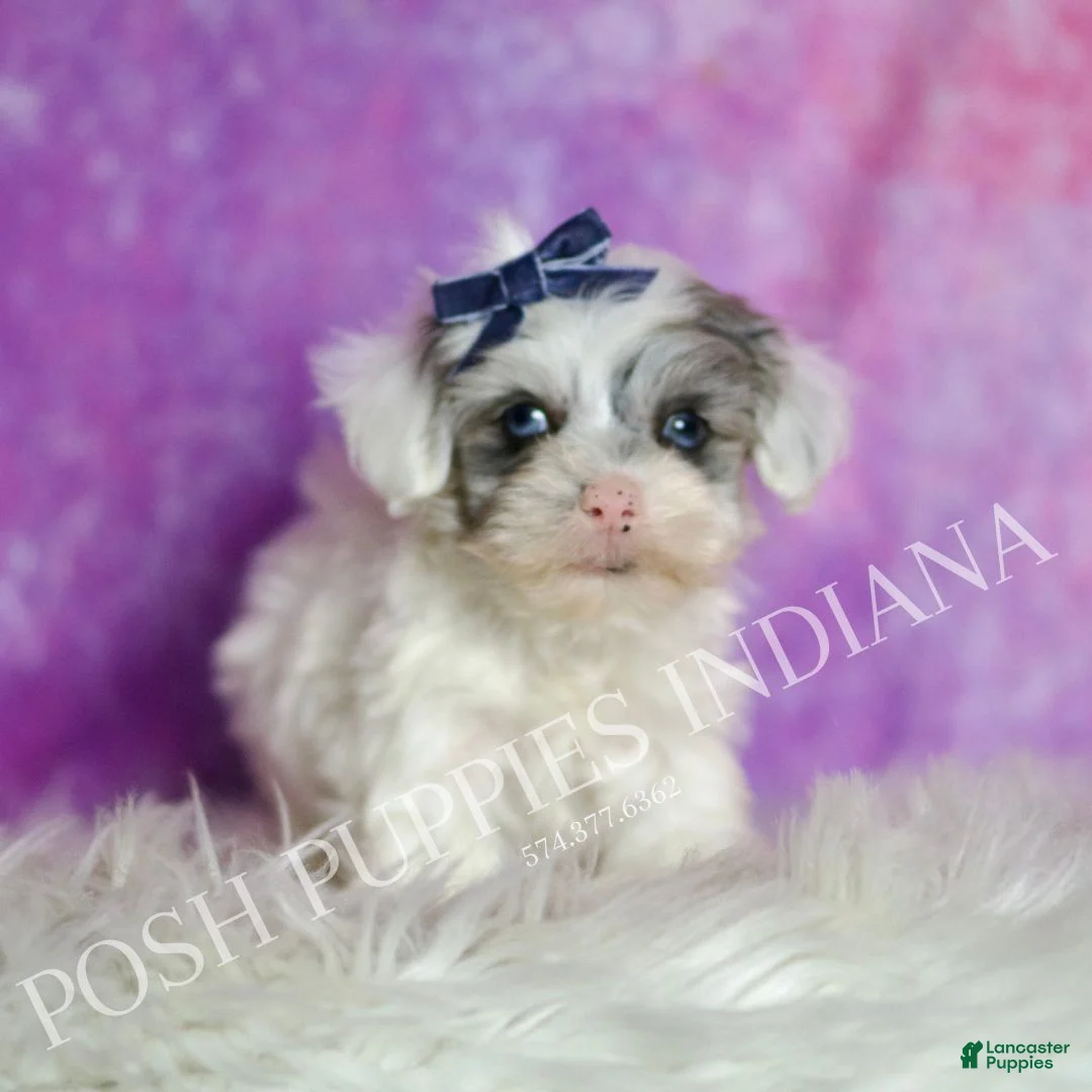 Maltipoo dogs for sale: Hufflepuff - Ad 2