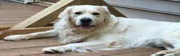 Golden Retriever dogs for sale: Golden Retriever 3 - Ad 4