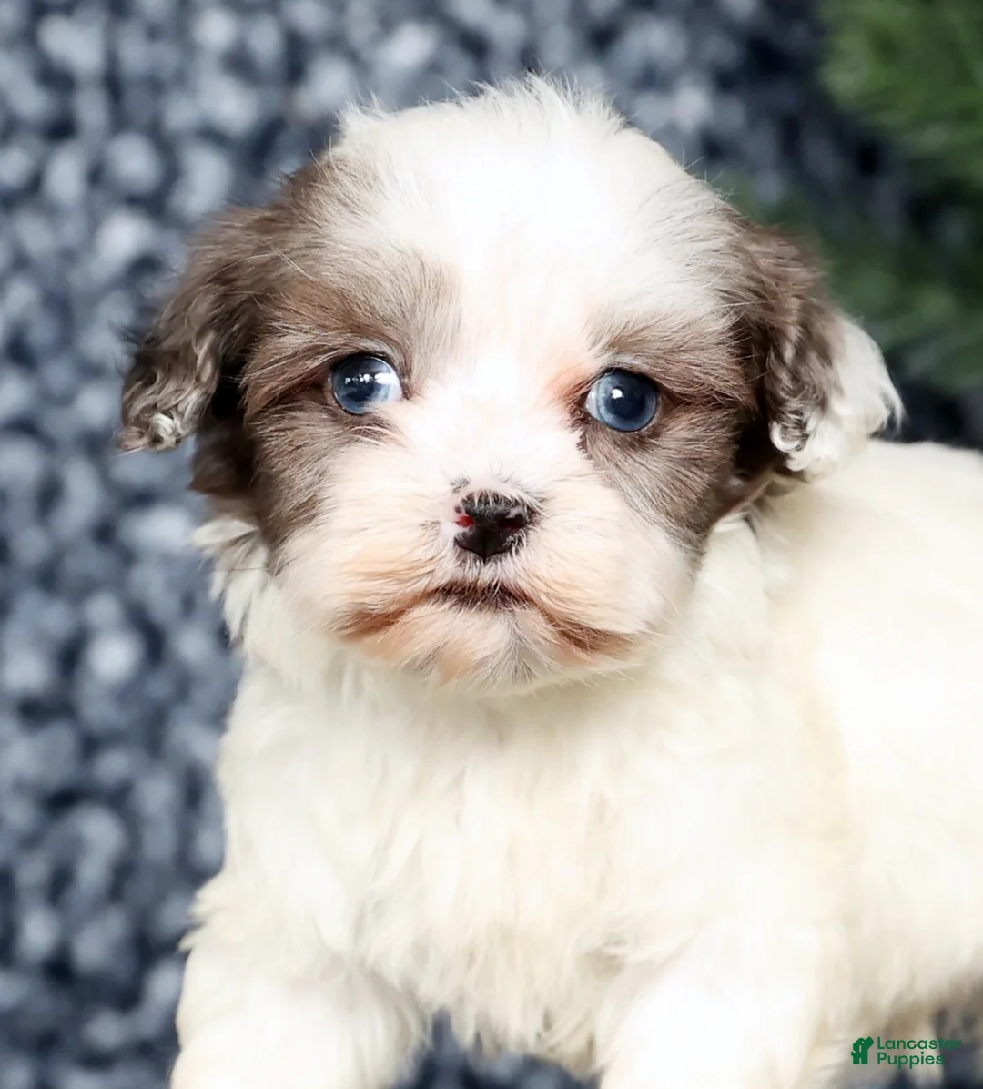 Havapoo dogs for sale: Lindsey - Ad 9