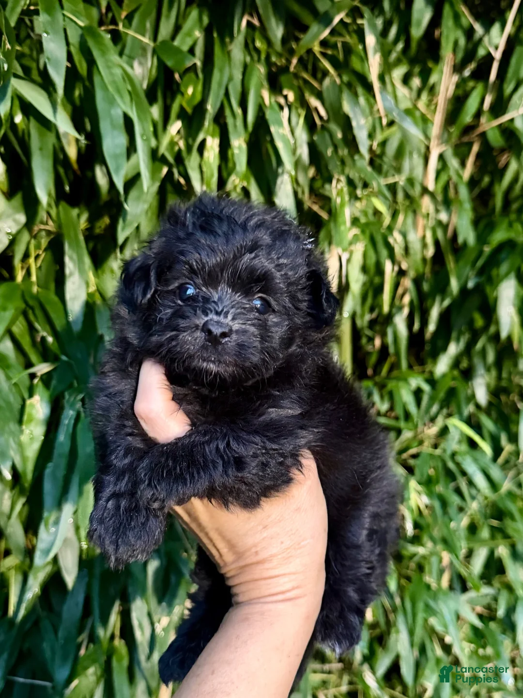 Pomapoo dogs for sale: Pomapoo 2 - Ad 1
