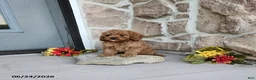Mini Goldendoodle dogs for sale: Rachel - Ad 4