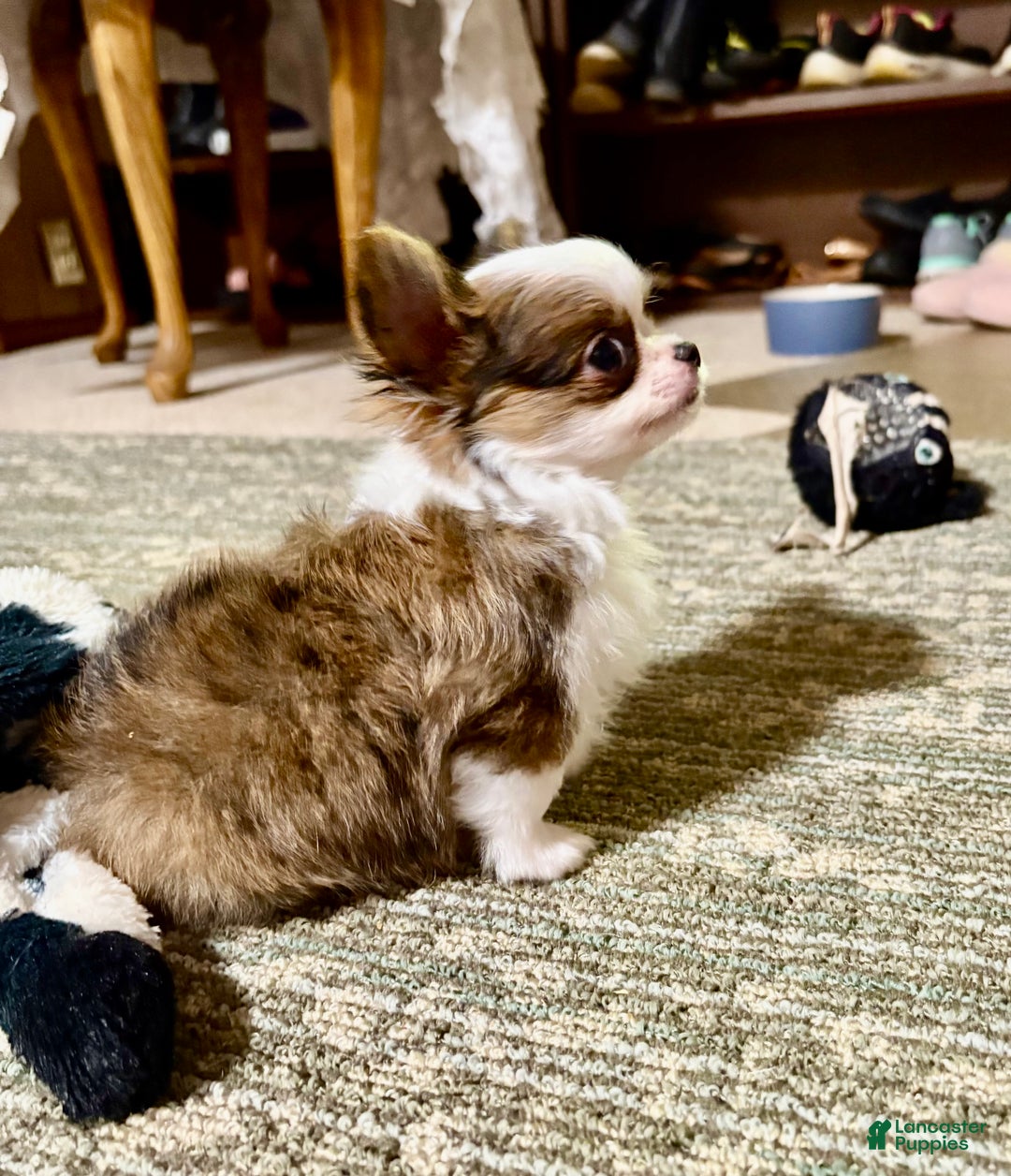 Chihuahua dogs for sale: Chihuahua Puppy 1 - Ad 5