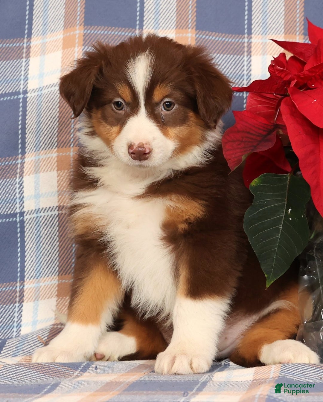 Australian Shepherd dogs for sale: Silver - Ad 1