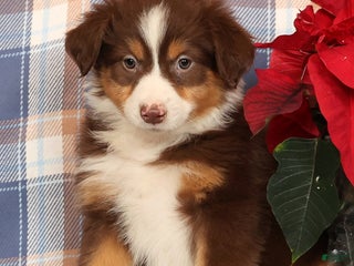 Australian Shepherd dogs Silver - Ad 14