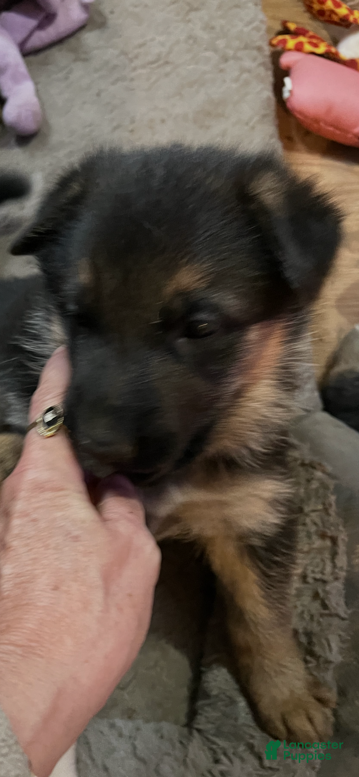 German Shepherd dogs German Shepherd Puppy 3 - Ad 33