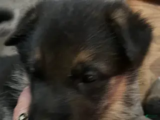 German Shepherd dogs German Shepherd Puppy 3 - Ad 33