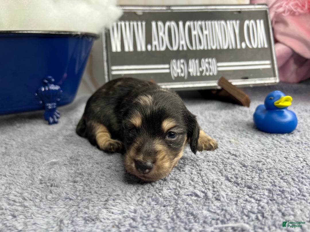 Miniature Dachshund dogs for sale: Black and cream dapple - South african - Ad 8