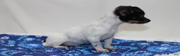 Chihuahua dogs for sale: Chihuahua 3 - Ad 3