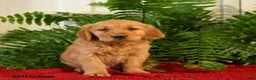 Golden Retriever dogs for sale: Sandy - Ad 1