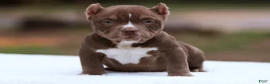 Chocolate Female