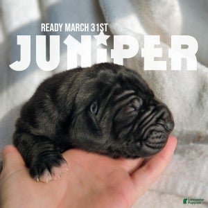 Great Dane dogs Juniper - Ad 1