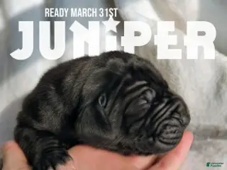 Great Dane dogs for sale: Juniper - Ad 4