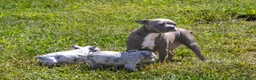Mixed Breed dogs for sale: Bessie - Ad 4