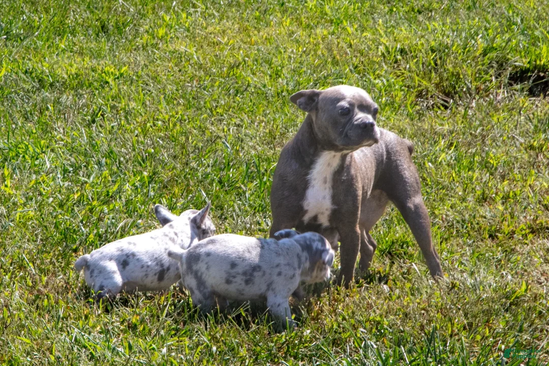 Mixed Breed dogs for sale: Bessie - Ad 4