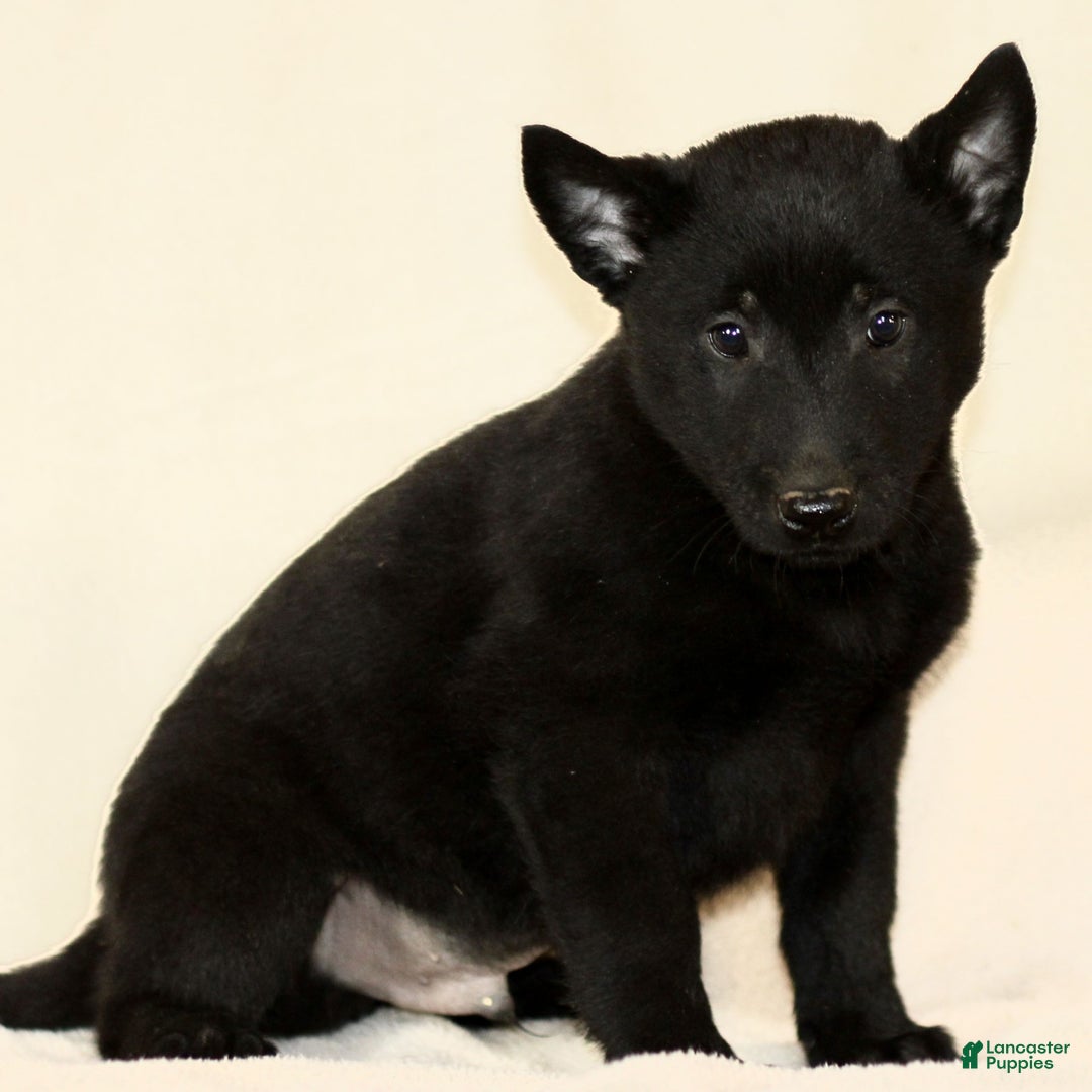 Belgian Malinois dogs for sale: Collin  - Ad 3