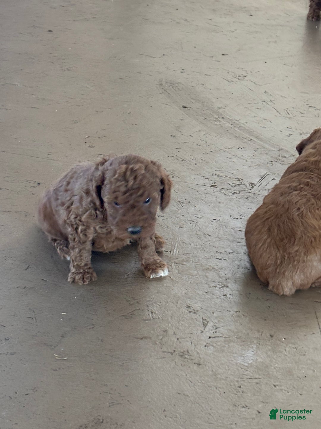 Miniature Poodle dogs for sale: Burt - Ad 6