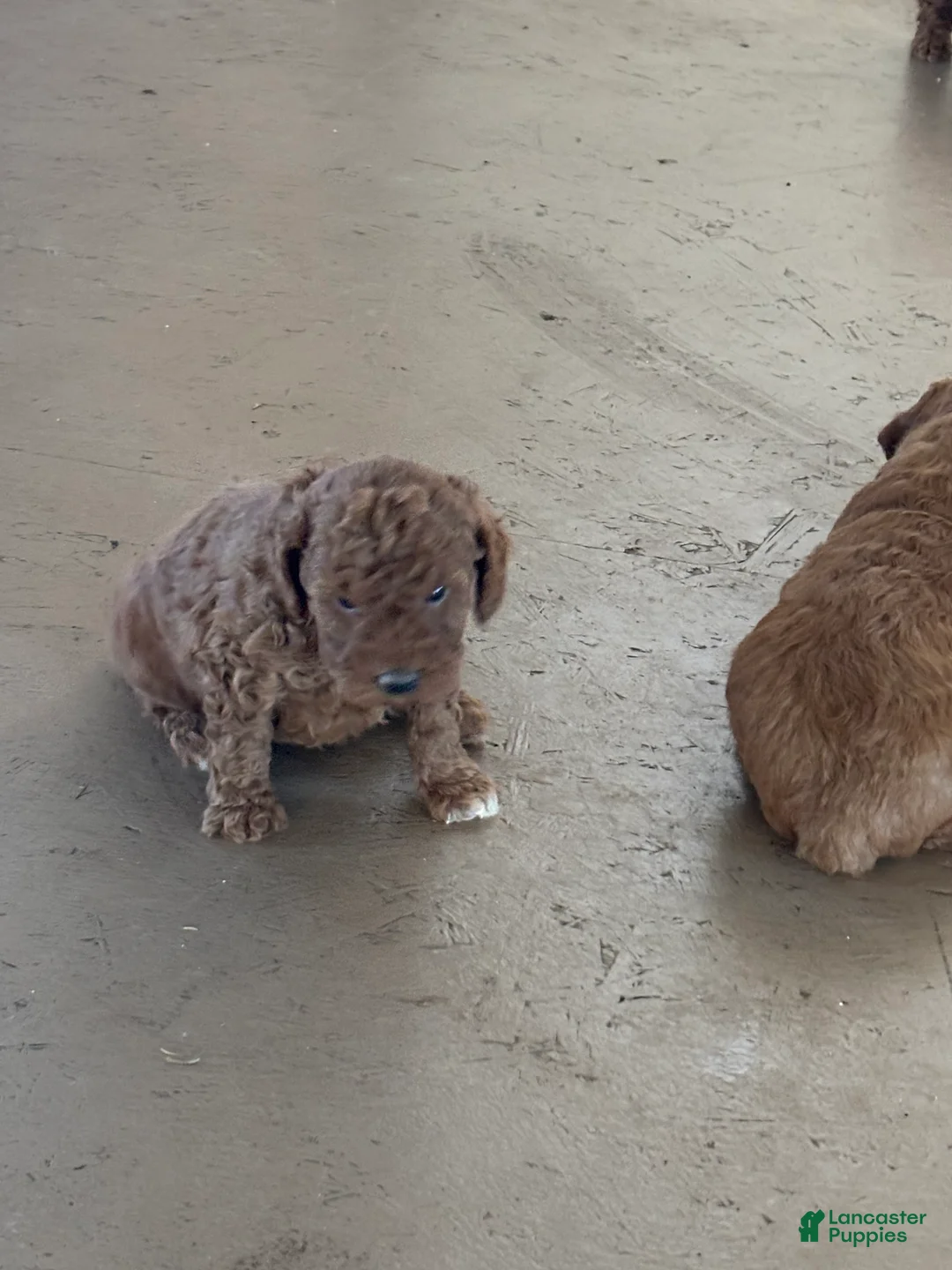 Miniature Poodle dogs for sale: Elmo - Ad 6