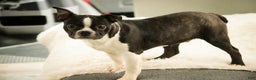 Boston Terrier dogs for sale: Howie - Ad 6