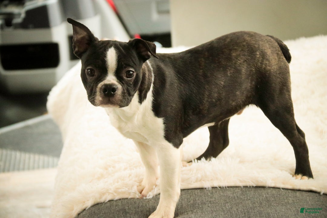 Boston Terrier dogs for sale: Howie - Ad 6