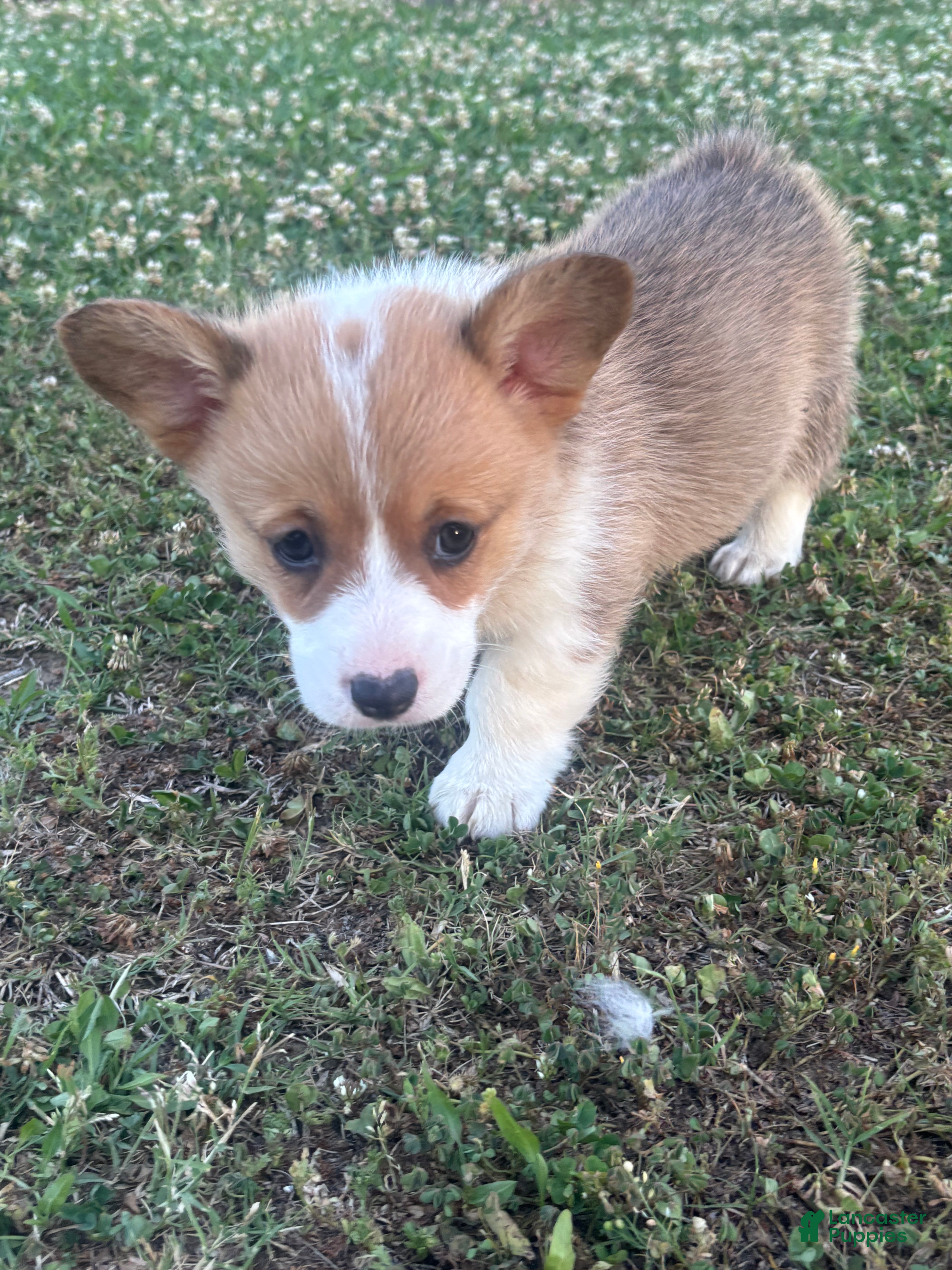 Welsh Corgi Pembroke dogs Welsh Corgi Pembroke Puppy 4 - Ad 2