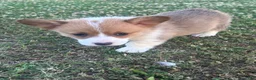 Welsh Corgi Pembroke dogs for sale: Welsh Corgi Pembroke Puppy 4 - Ad 2