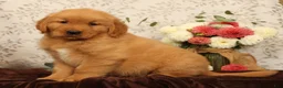 Golden Retriever dogs for sale: Hosea - Ad 4