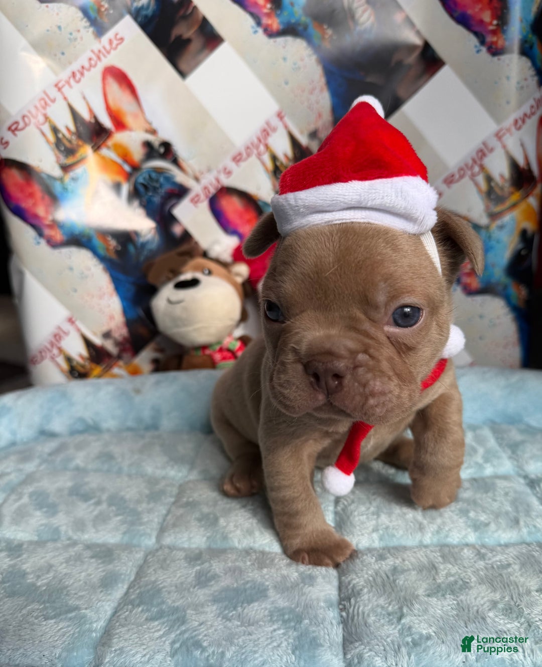 French Bulldog dogs for sale: Raphael - Ad 3