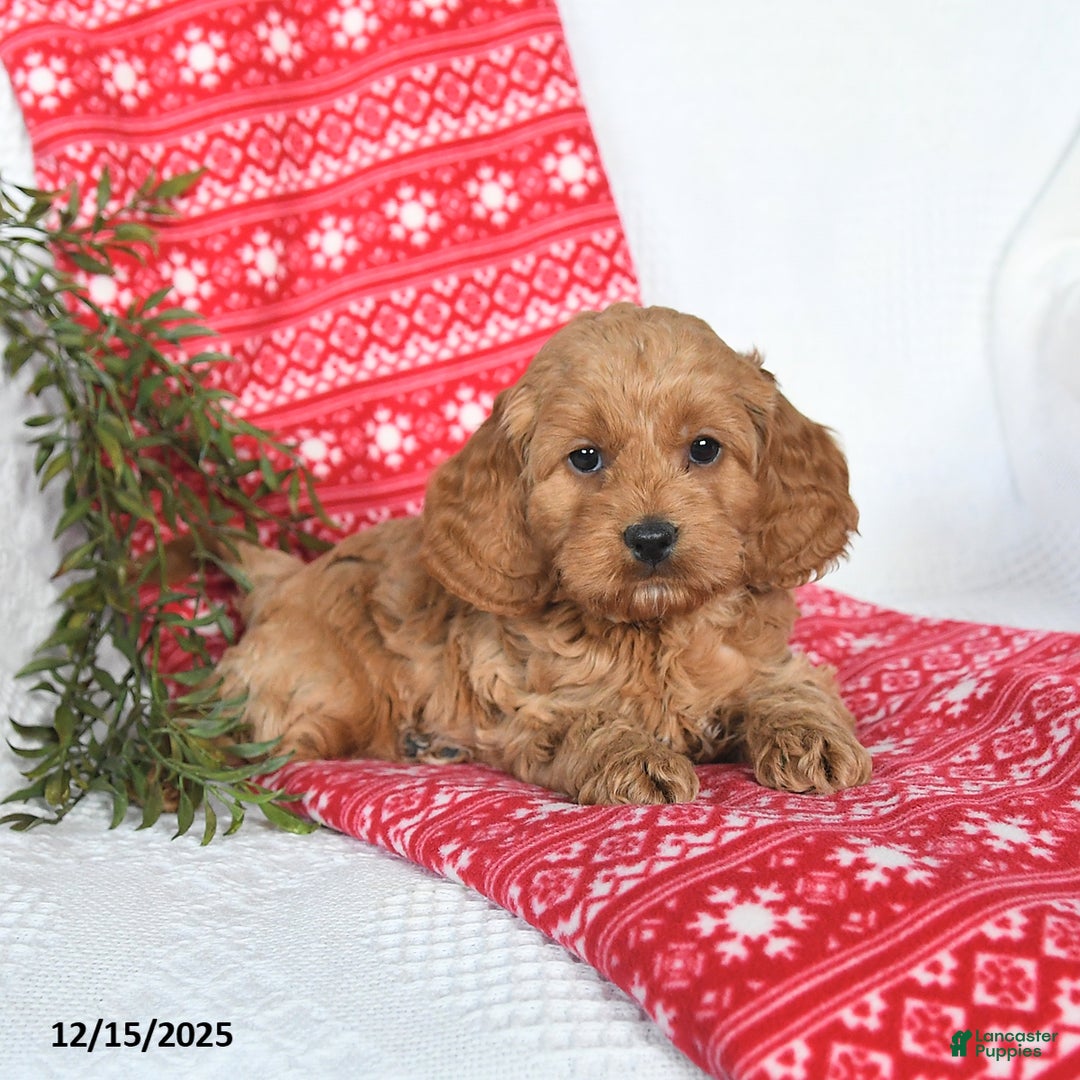 Cockapoo dogs for sale: Ozzy - Ad 4