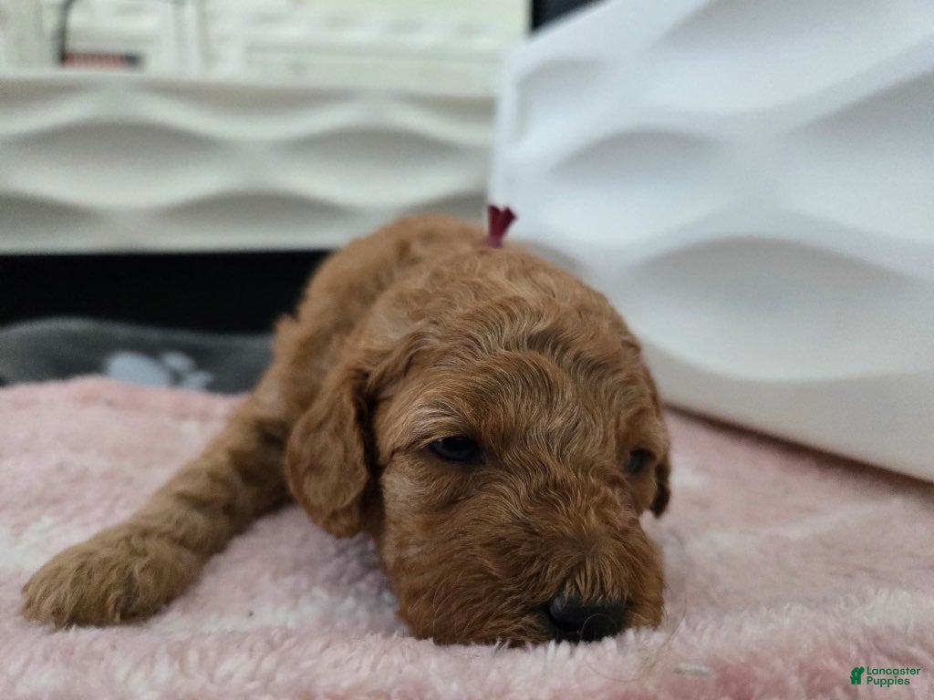 Miniature Poodle dogs for sale: Jessie - Ad 22