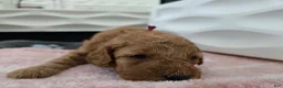 Miniature Poodle dogs for sale: Jessie - Ad 1