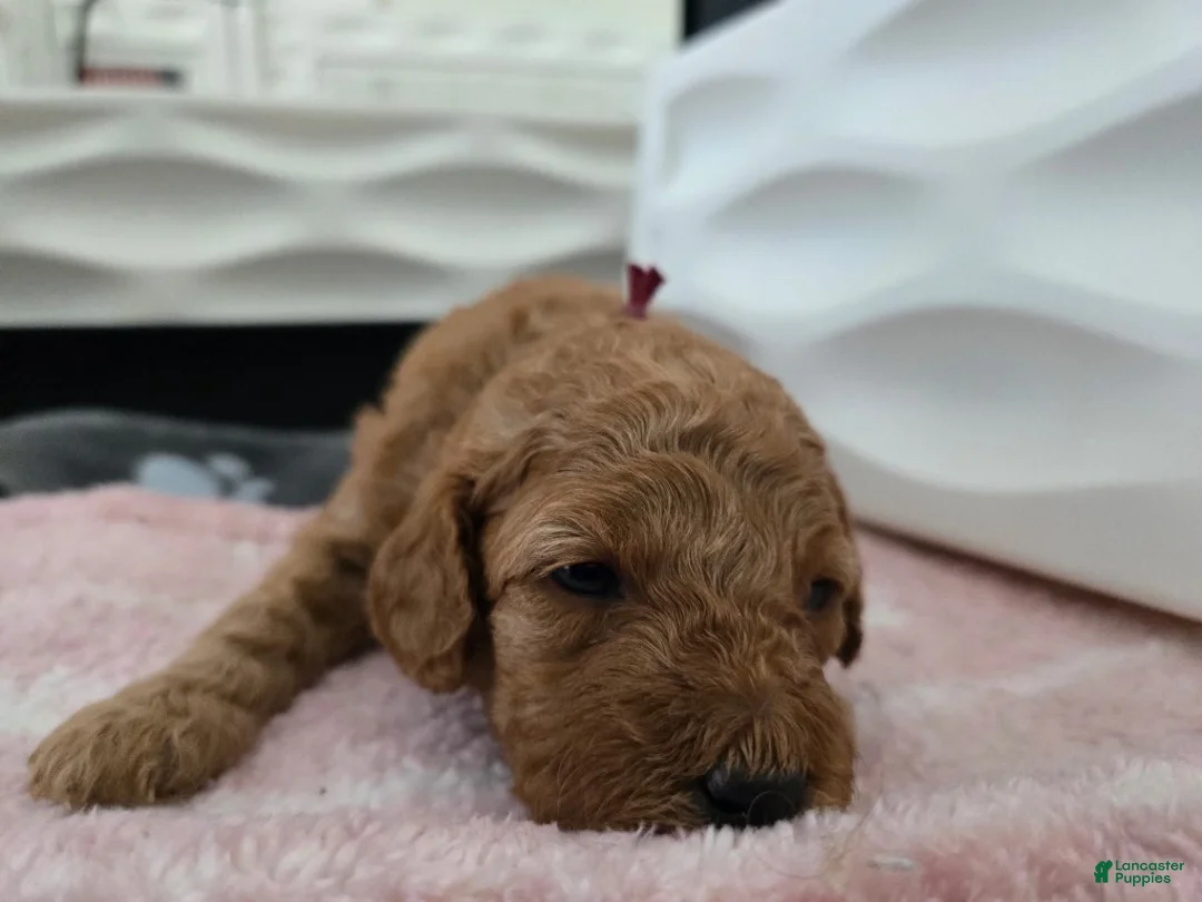 Miniature Poodle dogs for sale: Jessie - Ad 1
