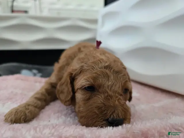 Miniature Poodle dogs for sale: Jessie - Ad 13